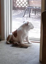 04 28 13 Can I go play.webp