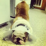 Jackson tired.webp