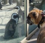 bb_ZooM_KK_Pinguine_apr13.jpg bb_ZooM_KK_Pinguine_apr13.jpg