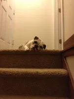 iphone4 101.webp