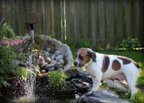sadie beagle eb mix hbr.jpg sadie beagle eb mix hbr.jpg
