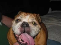 goldie.webp