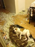 Meeko bed.webp