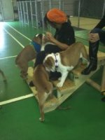 Bulldog Meetup1.jpg Bulldog Meetup1.jpg