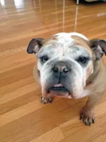 Molly.webp