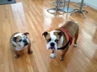 Molly and T.webp