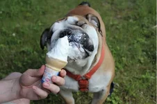 ice cream.webp