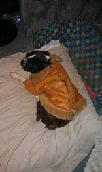duke in new coat.jpg duke in new coat.jpg