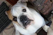 bennieeye.webp