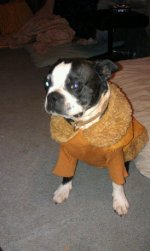 dallas in new coat.jpg dallas in new coat.jpg