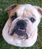 bennietooth.webp