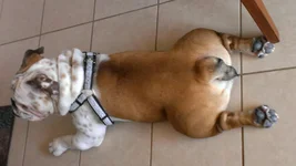 bully butt.webp