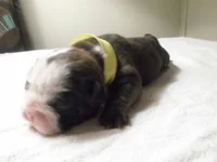 DaisyBaby.webp