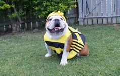 bubblebee 266.webp