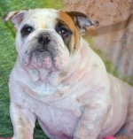 phoebe.jpg phoebe.jpg