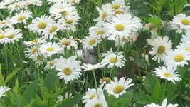 2012-06-03flowers (1).webp