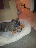 Nylabone.webp Nylabone.webp