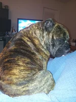 Cuddling.webp Cuddling.webp