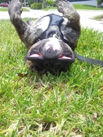 FrogDog.webp FrogDog.webp