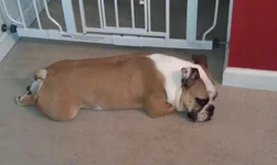 Ellie Tired.webp