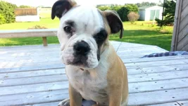 Mia outside.webp