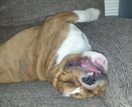Ike_backsleep.webp