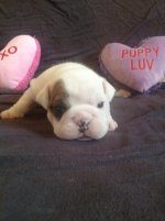 sweet pea.jpg sweet pea.jpg