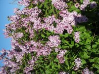 Lilacs in Bloom Outside A Crowded Coop.jpg
