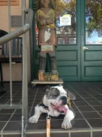 roscoe3.webp