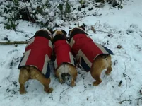 no comment 2013-01-19_11.55.05.webp