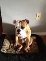 stellastinkeye.webp