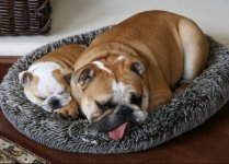 Max and Ruby dog bed.JPG