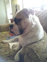 stinkeye.webp