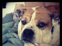 boscoe1.webp