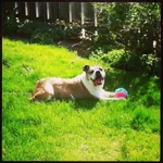 boscoe.webp