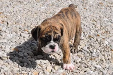 Bailey02.webp