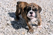 bailey01.webp