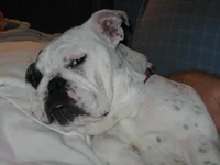 lucystinkeye.webp