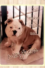 Mayhem in Jail 6-6-13.webp