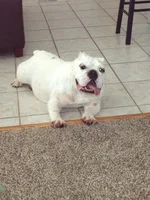 millie.webp