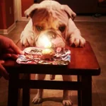Major's Birthday.webp