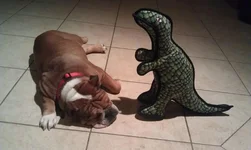 Trixie vs Dino.webp Trixie vs Dino.webp