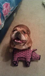 Trixie vs Pig.webp Trixie vs Pig.webp