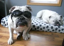 sophie glasses.webp