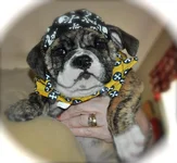 BaileyBiker.webp
