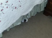 Ace under the bed .webp