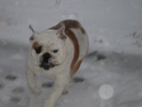 Foster in May snow.jpg Foster in May snow.jpg