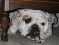 Under dresser2.jpg Under dresser2.jpg