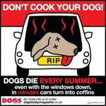 Don't Cook Your Dog.webp