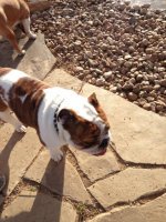 1st day at the dog park.jpg 1st day at the dog park.jpg